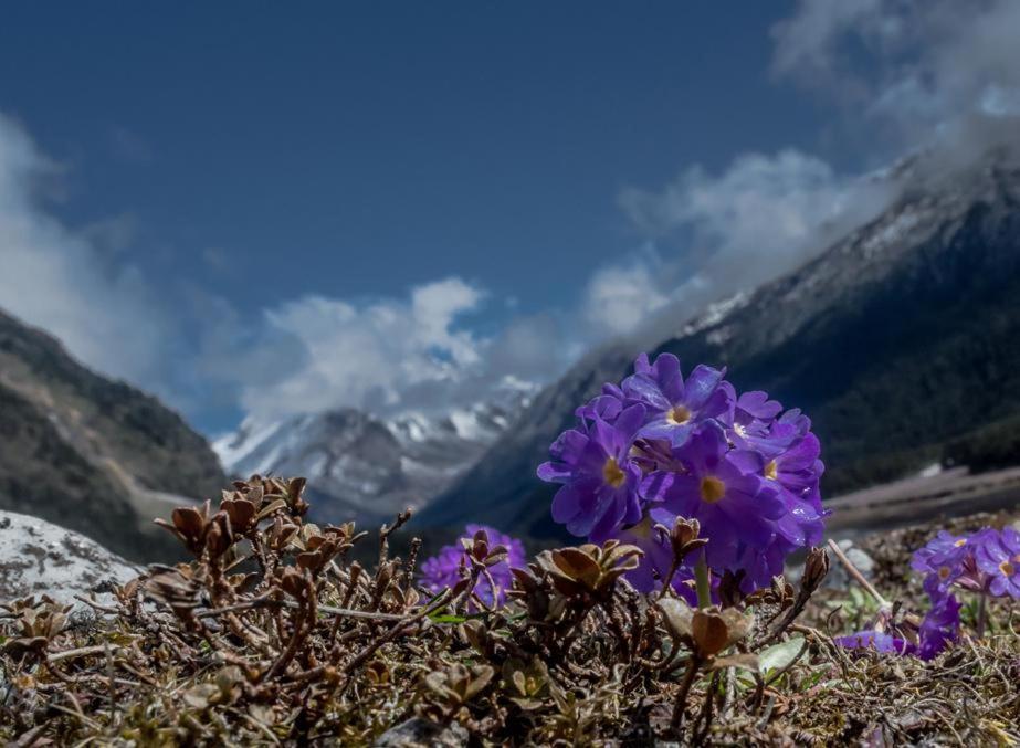 Snow White Retreat Hotel And Restaurant Gangtok Exterior foto